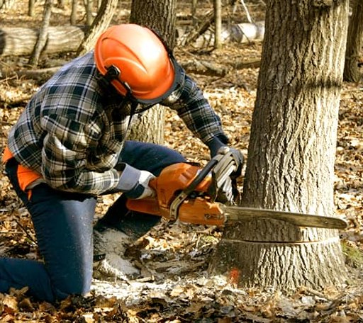 Tree Removal in Scotts Hill, TN